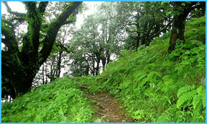 Nag-Tibba-Trekking