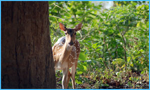Uttarakhand-Wildlife-Tours