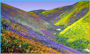 Valley-of-Flowers-trekking