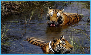 india-wildlife-tours